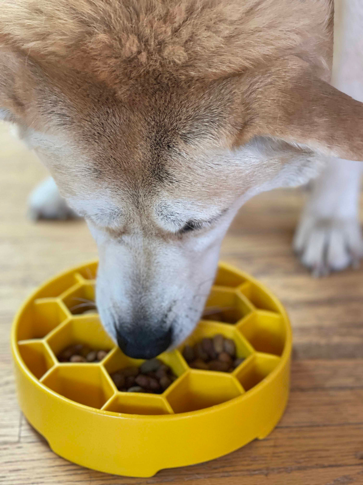 SodaPup Honeycomb Slow Feeder Dog Bowl
