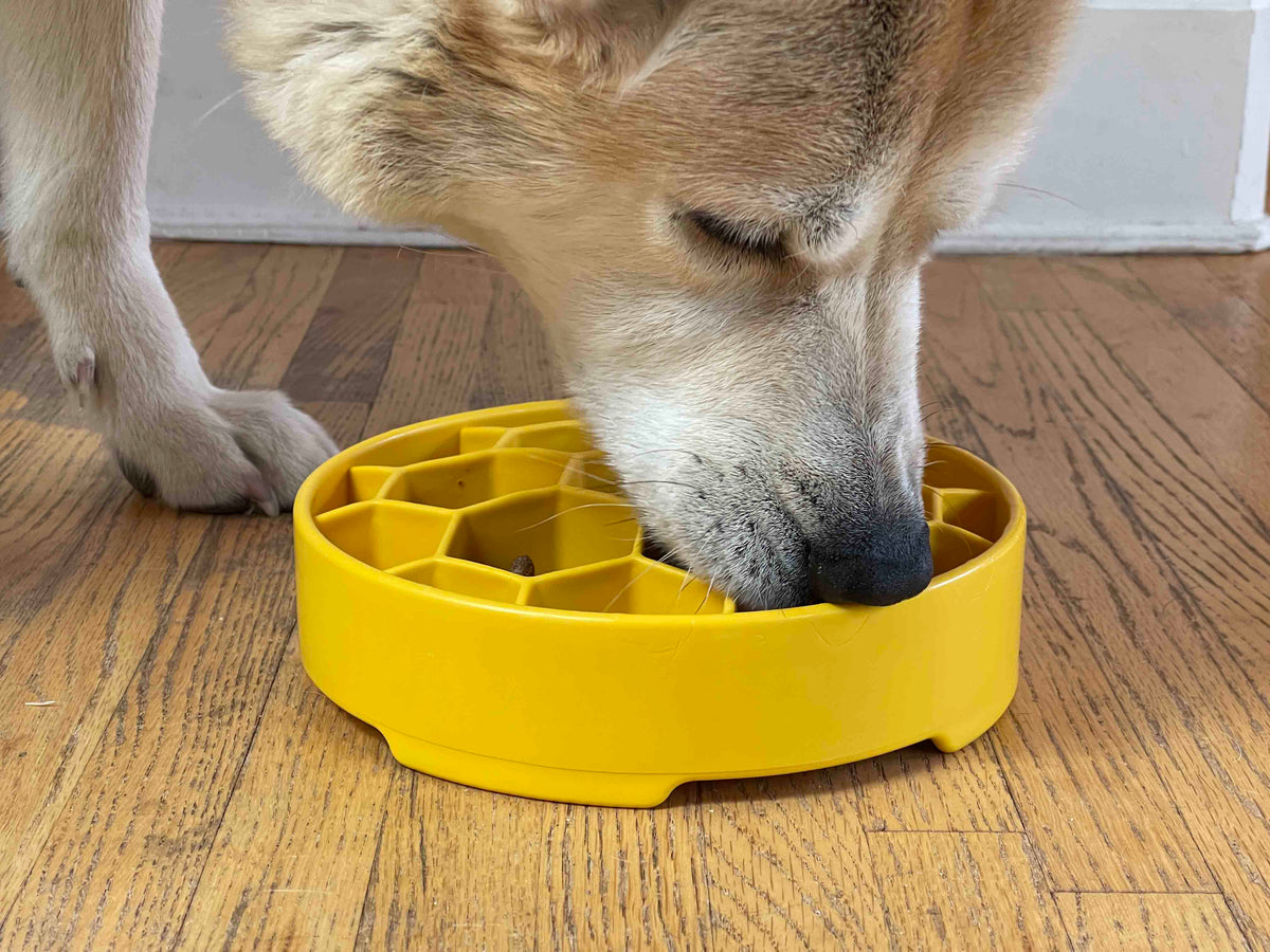 SodaPup Honeycomb Slow Feeder Dog Bowl