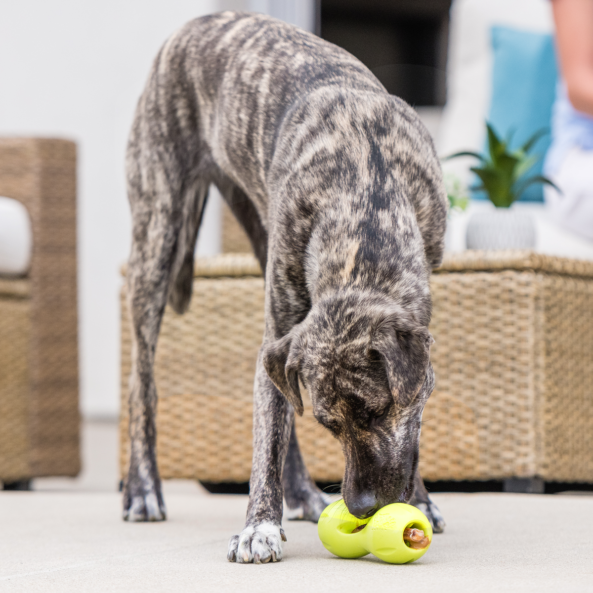 West Paw Qwizl Treat Toy