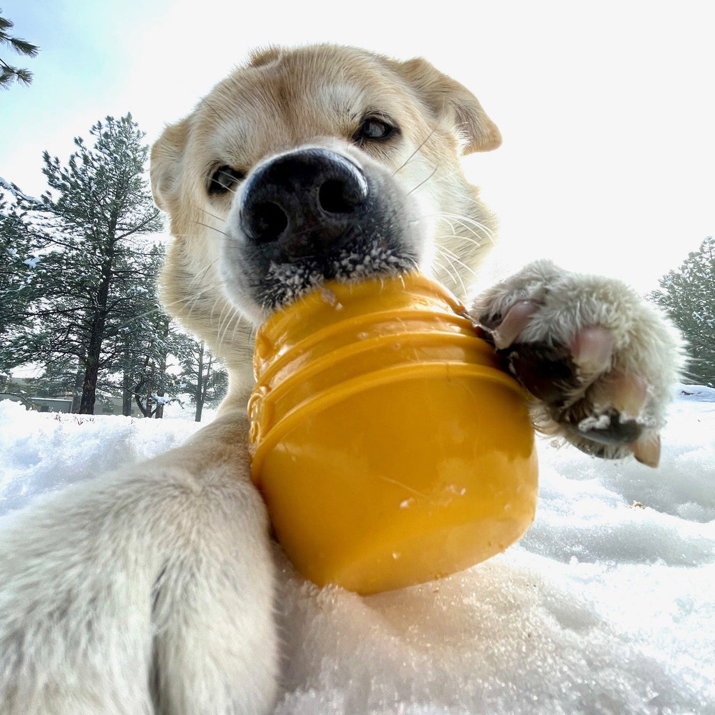 SodaPup Honey Pot Treat Dispenser