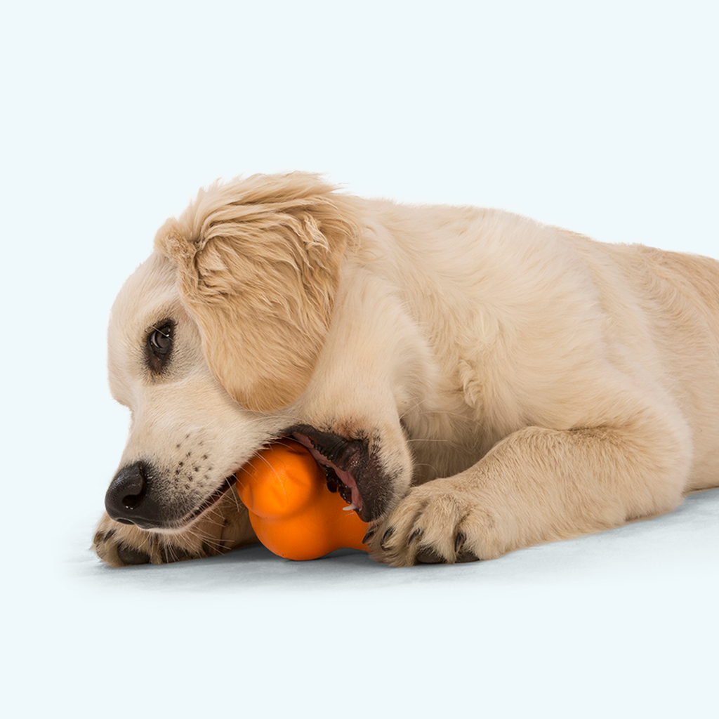 West Paw Tux Treat Toy